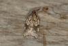 Rhomboid Tortrix (Acleris rhombana), adult. Ouston, 13-10-2015. Copyright Verna Atkinson.