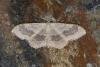Riband Wave (Idaea aversata), adult. Ouston, 24-06-2023. Copyright Verna Atkinson.