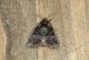 Rosy Minor (Litoligia literosa), adult. Ouston, 20-07-2018. Copyright Verna Atkinson.