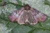 Rosy Minor (Litoligia literosa), adult. Ouston, 24-07-2021. Copyright Verna Atkinson.