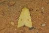 Sallow (Cirrhia icteritia), adult. Ouston, 13-08-2021. Copyright Verna Atkinson.