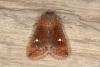 Satellite (Eupsilia transversa), adult. Ouston, 12-03-2016. Copyright Verna Atkinson.