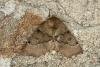 Scalloped Hazel (Odontopera bidentata), adult. Ouston, 17-05-2020. Copyright Verna Atkinson.