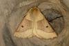 Scalloped Oak (Crocallis elinguaria), adult. Ouston, 11-07-2018. Copyright Verna Atkinson.