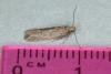 Scrobipalpa acuminatella, adult. Ouston, 29-05-2017. Copyright Verna Atkinson.