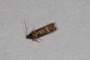 Scrobipalpa costella, adult. Ouston, 15-11-2018. Copyright Verna Atkinson.