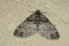 Seraphim (Lobophora halterata), adult. Ouston, 26-05-2020. Copyright Verna Atkinson.
