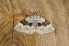 Silver-ground Carpet (Xanthorhoe montanata), adult. Ouston, 31-05-2023. Copyright Verna Atkinson.