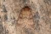 Six-striped Rustic (Xestia sexstrigata), adult. Ouston, 31-07-2017. Copyright Verna Atkinson.