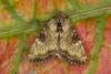 Slender Brindle (Apamea scolopacina), adult. Ouston, 30-07-2021. Copyright Verna Atkinson.