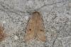 Small Quaker (Orthosia cruda), adult. Ouston, 17-03-2021. Copyright Verna Atkinson.