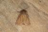 Small Wainscot (Denticucullus pygmina), adult. Ouston, 03-09-2018. Copyright Verna Atkinson.