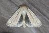 Smoky Wainscot (Mythimna impura), adult. Ouston, 25-07-2017. Copyright Verna Atkinson.
