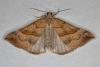 Snout (Hypena proboscidalis), adult. Ouston, 03-07-2019. Copyright Verna Atkinson.