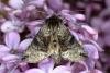 Spectacle (Abrostola tripartita), adult. Ouston, 20-05-2020. Copyright Verna Atkinson.