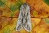 Sprawler (Asteroscopus sphinx), adult. Ouston, 19-10-2015. Copyright Verna Atkinson.