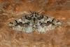 Spring Usher (Agriopis leucophaearia), adult. Ouston, 21-01-2020. Copyright Verna Atkinson.