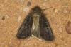 Square-spot Rustic (Xestia xanthographa), adult. Ouston, 19-09-2021. Copyright Verna Atkinson.