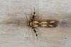 Stathmopoda pedella, adult. Ouston, 19-07-2016. Copyright Verna Atkinson.