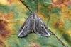 Streak (Chesias legatella), adult. Ouston, 21-10-2015. Copyright Verna Atkinson.