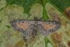 Tawny Speckled Pug (Eupithecia icterata), adult. Ouston, 24-07-2021. Copyright Verna Atkinson.