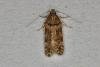 Teleiopsis diffinis, adult. Ouston, 15-06-2021. Copyright Verna Atkinson.