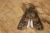 Turnip Moth (Agrotis segetum), adult. Ouston, 05-06-2022. Copyright Verna Atkinson.