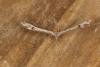 Twin-spot Plume (Stenoptilia bipunctidactyla), adult. Ouston, 27-06-2022. Copyright Verna Atkinson.