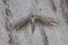 Twin-spot Plume (Stenoptilia bipunctidactyla), adult. Ouston, 24-08-2016. Copyright Verna Atkinson.