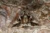 Silver Y (Autographa gamma), adult. Ouston, 25-09-2019. Copyright Verna Atkinson.