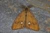 Vapourer (Orgyia antiqua), adult. Ouston, 25-09-2021. Copyright Verna Atkinson.