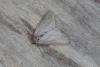 Water Veneer (Acentria ephemerella), adult. Ouston, 05-08-2016. Copyright Verna Atkinson.