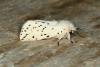 White Ermine (Spilosoma lubricipeda), adult. Ouston, 08-05-2020. Copyright Verna Atkinson.