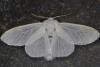 White Satin (Leucoma salicis), adult. Ouston, 12-07-2021. Copyright Verna Atkinson.