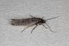 Xenolechia aethiops, adult. Ouston, 08-04-2020. Copyright Verna Atkinson.