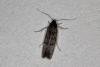 Xenolechia aethiops, adult. Ouston, 08-04-2020. Copyright Verna Atkinson.