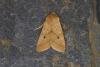 Yellow-line Quaker (Leptologia macilenta), adult. Ouston, 19-09-2021. Copyright Verna Atkinson.