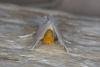 Yellow-tail (Euproctis similis), adult. Ouston, 17-07-2021. Copyright Verna Atkinson.