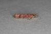 Ypsolopha ustella, adult. Ouston, 11-10-2019. Copyright Verna Atkinson.